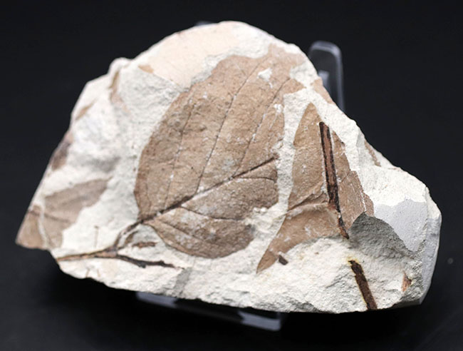 マニアックシリーズ！兵庫県産マンサク科フォザギラ（Fothergilla）の木の葉化石（その3）