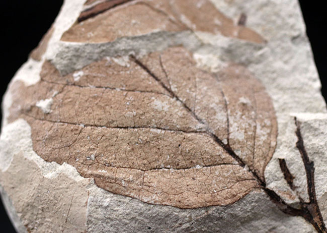 マニアックシリーズ！兵庫県産マンサク科フォザギラ（Fothergilla）の木の葉化石（その6）