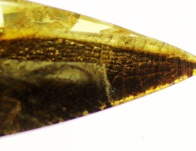 テクスチュアが保存された植物片を内包した、透明度の高いバルティックアンバー（Amber）（その8）