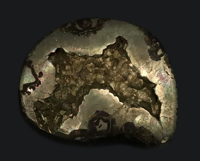 深い研磨で中身が露出、ロシア産ジュラ紀のパイライト（黄鉄鉱）化したアンモナイト（Ammonite）（その1）