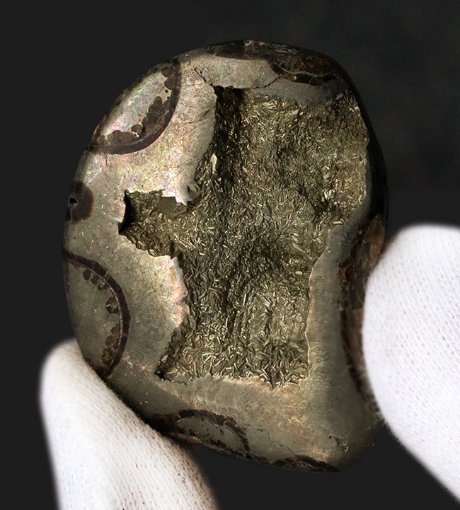 深い研磨で中身が露出、ロシア産ジュラ紀のパイライト（黄鉄鉱）化したアンモナイト（Ammonite）（その2）