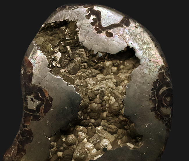 深い研磨で中身が露出、ロシア産ジュラ紀のパイライト（黄鉄鉱）化したアンモナイト（Ammonite）（その4）