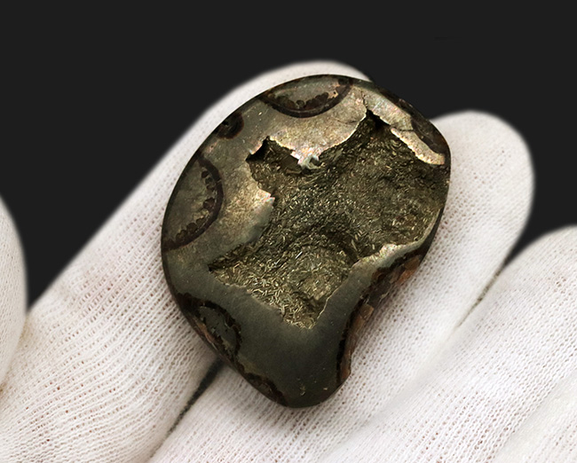 深い研磨で中身が露出、ロシア産ジュラ紀のパイライト（黄鉄鉱）化したアンモナイト（Ammonite）（その5）