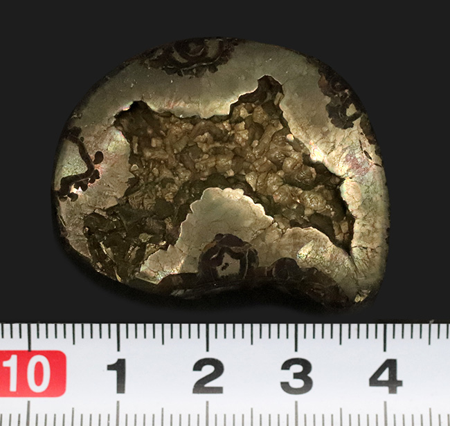 深い研磨で中身が露出、ロシア産ジュラ紀のパイライト（黄鉄鉱）化したアンモナイト（Ammonite）（その7）
