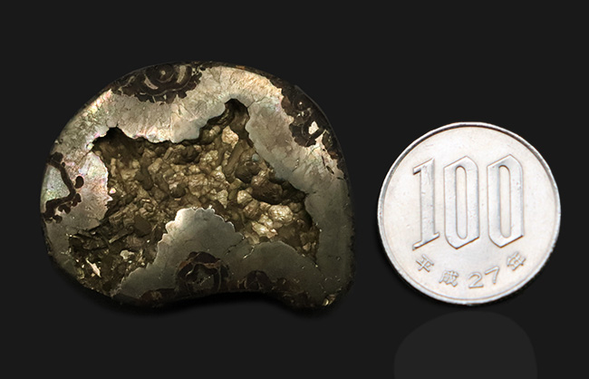 深い研磨で中身が露出、ロシア産ジュラ紀のパイライト（黄鉄鉱）化したアンモナイト（Ammonite）（その8）