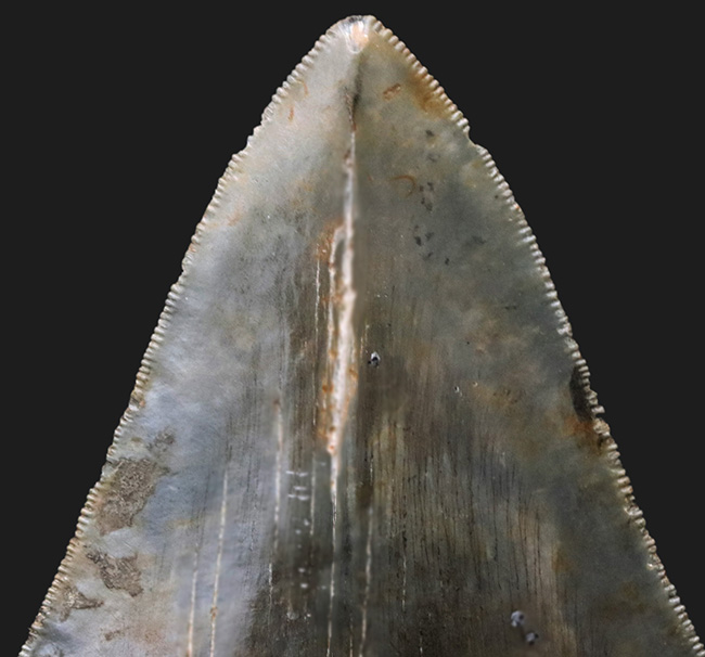 良形、左右対称、エナメル質、セレーションともに残存！！美しきメガロドンの厳選歯化石（その6）