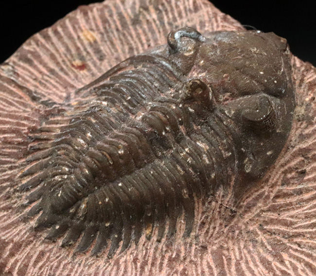 複眼のレンズまで確認可能！モロッコ産のデボン紀の三葉虫、メタカンティナ（Metacanthina）の上質化石（その3）