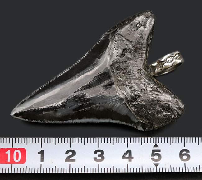史上最強の生物の歯化石を身に着けろ！メガロドン（Carcharocles megalodon）の歯化石のペンダントトップ（高級ジュエリーケース、革紐、シルバーチェーン付き）。金属部は９２５シルバーを使用（その11）