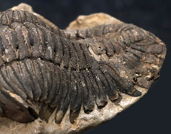 複眼の状態良好！希少なオールドコレクション！バブル期以前に入荷された、南米ボリビア産の三葉虫、メタクリファエウス（Metacryphaeus）のノジュール標本（その8）