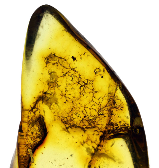 希少種「シミ」が内包されたバルト海琥珀（Amber）（その3）