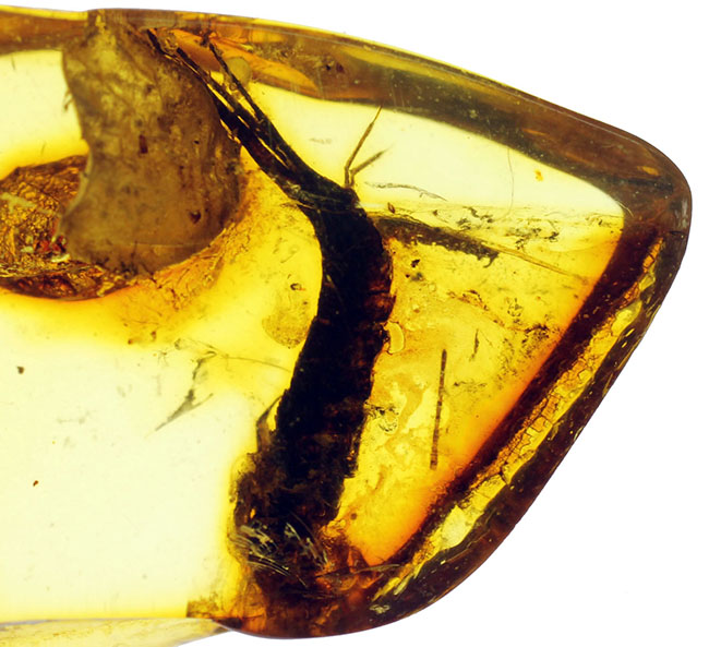 希少種「シミ」が内包されたバルト海琥珀（Amber）（その6）