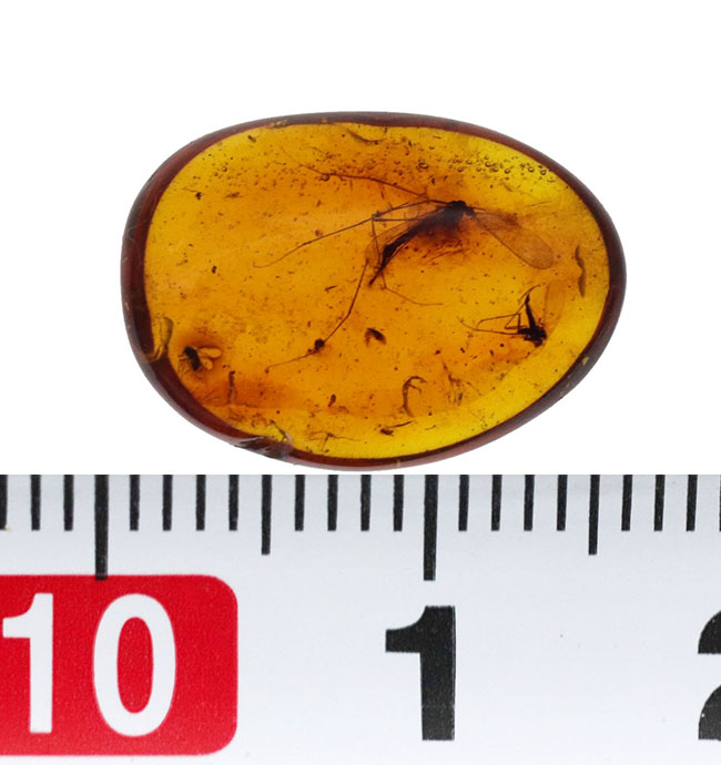 大きなガガンボを内包した、およそ４０００万年前の針葉樹の樹脂が化石になった美しきバルティックアンバー（Amber）（その8）