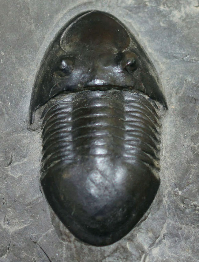 米国オハイオ州の「州の化石」として公式に認定されている三葉虫、イソテルス・マキシムス（Isotelus maximus）。極めて保存状態の良い標本（その2）