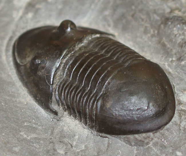 米国オハイオ州の「州の化石」として公式に認定されている三葉虫、イソテルス・マキシムス（Isotelus maximus）。極めて保存状態の良い標本（その4）