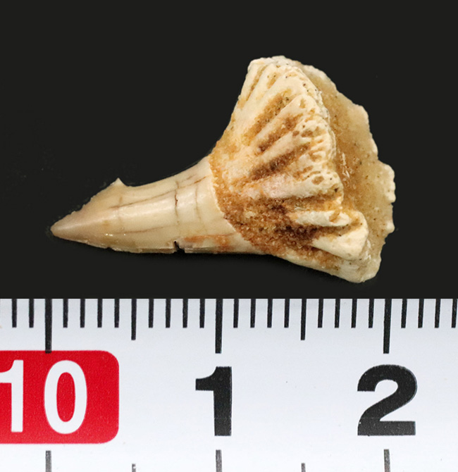 チェーンソーのような吻部が特徴的な、古代のノコギリエイ、オンコプリステス（Onchopristis）の歯化石（その5）