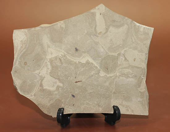 貴重！米国グリーンリバー層産、およそ５千万年前のハエの化石（ルーペをご用意ください）（その2）