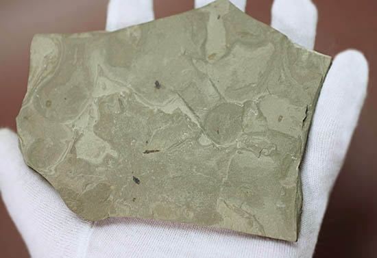 貴重！米国グリーンリバー層産、およそ５千万年前のハエの化石（ルーペをご用意ください）（その3）