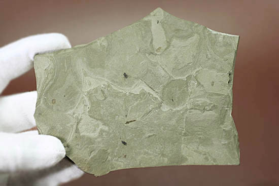 貴重！米国グリーンリバー層産、およそ５千万年前のハエの化石（ルーペをご用意ください）（その4）