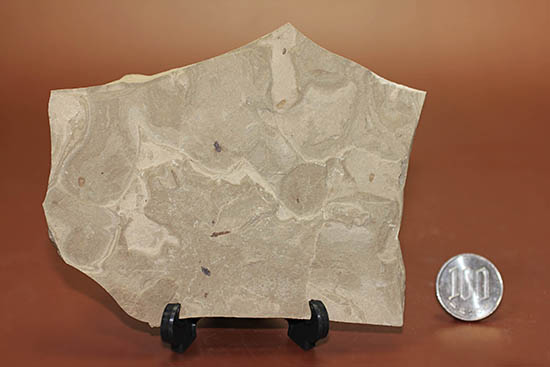 貴重！米国グリーンリバー層産、およそ５千万年前のハエの化石（ルーペをご用意ください）（その7）