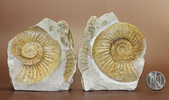 濃いクリーム色がきれい、イングランド産アンモナイト、ダクチリオセラスのネガポジ化石（その10）