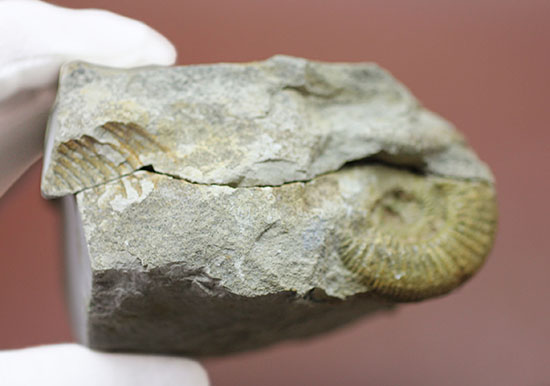 濃いクリーム色がきれい、イングランド産アンモナイト、ダクチリオセラスのネガポジ化石（その6）
