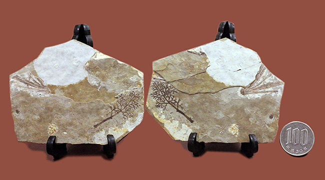 中生代前期の地層から採集された非常に上質の植物片のネガポジ化石（その12）