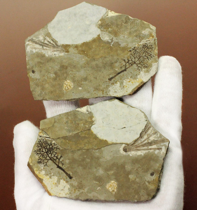 中生代前期の地層から採集された非常に上質の植物片のネガポジ化石（その5）
