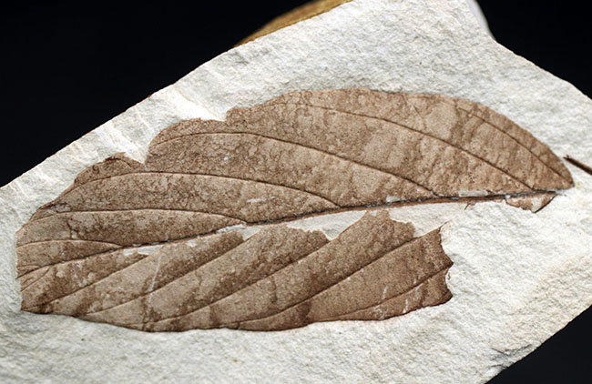 類人猿が誕生する前の木の葉の化石。国産植物化石。兵庫県須磨区神戸層群より採集（その3）