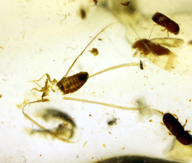 甲虫、アリなど多種多様の虫や大きな葉を含む、マダガスカル産コーパルの上質標本（その11）