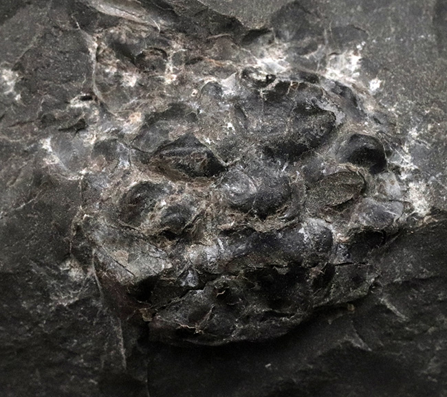 淡路島和泉層群で発見、およそ７０００万年前のカニ、アーカオパス・エゾエンシスの甲羅の化石（その2）