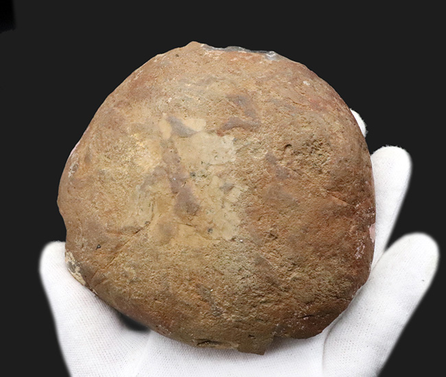 淡路島和泉層群で発見、およそ７０００万年前のカニ、アーカオパス・エゾエンシスの甲羅の化石（その6）
