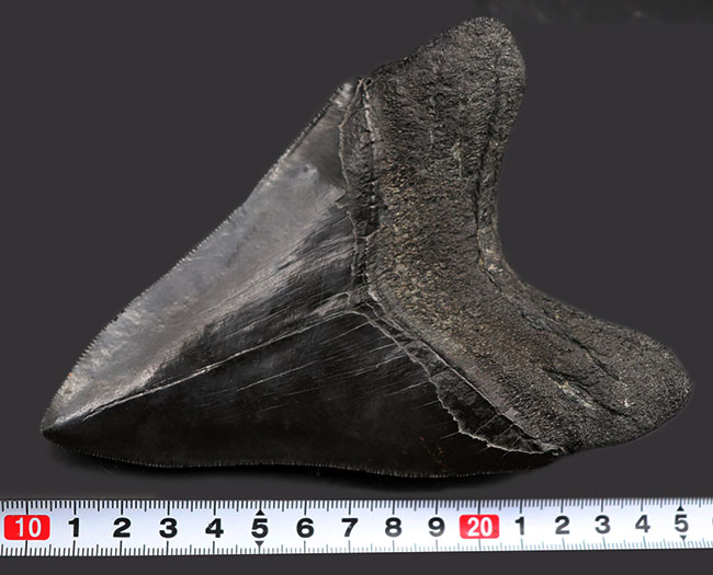 ヘビーコレクター専用の超の付く一級品！巨大、極厚でありながらナチュラル！メガロドンベリーナチュラル！人気のメガロドン（Carcharocles megalodon）の歯化石の歯化石。（その16）