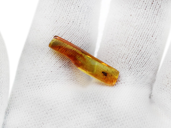 パーフェクトなシルエット！およそ４０００万年前に起源を持つ、ノミバエ科の虫を内包したバルト海産琥珀（Amber）（その3）