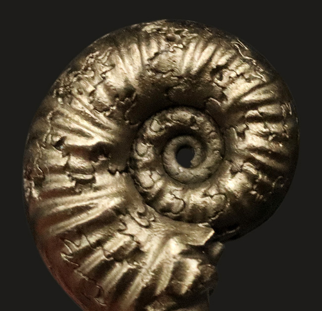 良形、明瞭な縫合線にもご注目ください！フランス・アヴェロン産の黄鉄鉱化アンモナイト（Ammonite）（その3）