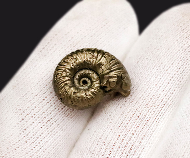 良形、明瞭な縫合線にもご注目ください！フランス・アヴェロン産の黄鉄鉱化アンモナイト（Ammonite）（その4）