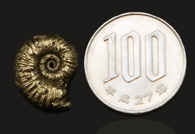 良形、明瞭な縫合線にもご注目ください！フランス・アヴェロン産の黄鉄鉱化アンモナイト（Ammonite）（その7）