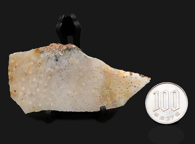 六角形を確認できる！イングランドのジュラ紀の地層から発見されたヘキサコーラルの一種、イザストレア（Isastrea limitata）の化石（その6）