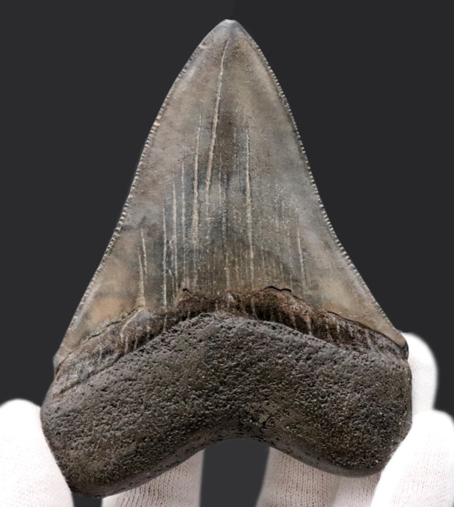 エナメル質の美しさにご注目！史上最大最強の肉食ザメ、メガロドン（Carcharocles megalodon）の歯化石（その8）