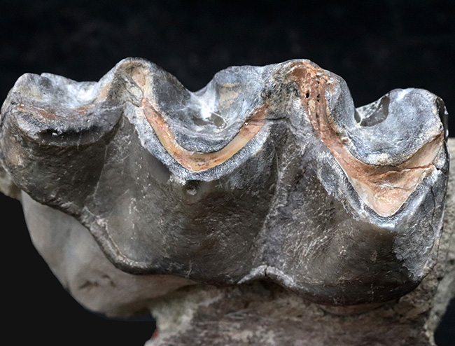 マニアック＆レア！複数の歯と顎骨からなる、古代の絶滅巨大獣、ブロントテリウム（Brontotherium）の歯化石（その3）