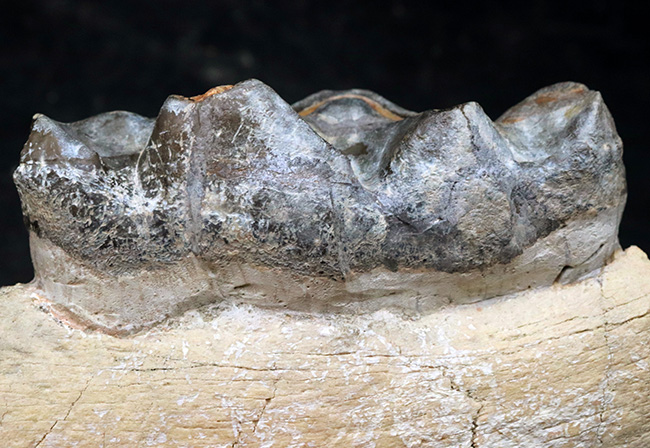 マニアック＆レア！複数の歯と顎骨からなる、古代の絶滅巨大獣、ブロントテリウム（Brontotherium）の歯化石（その5）