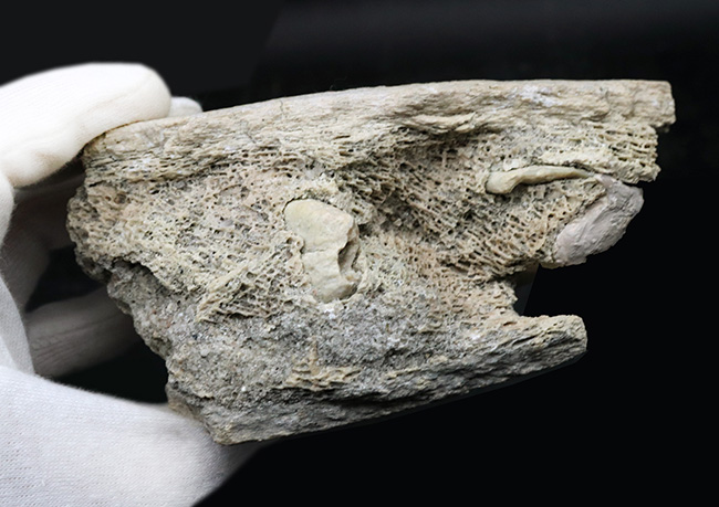 マニアック＆レア！複数の歯と顎骨からなる、古代の絶滅巨大獣、ブロントテリウム（Brontotherium）の歯化石（その6）