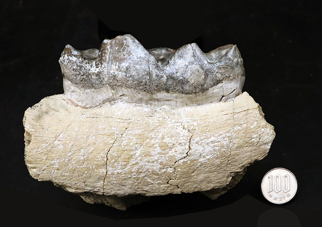 マニアック＆レア！複数の歯と顎骨からなる、古代の絶滅巨大獣、ブロントテリウム（Brontotherium）の歯化石（その9）