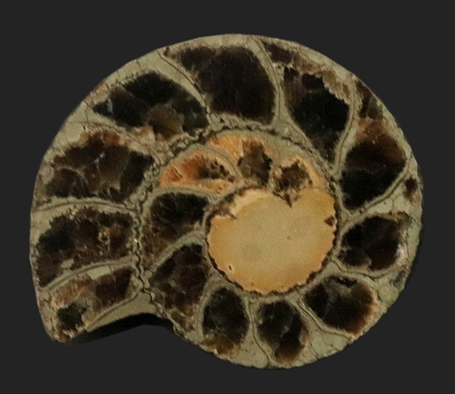 フランス中南部アベイロン産、黄鉄鉱化したアンモナイト（Annmonte）のスライス標本（その1）