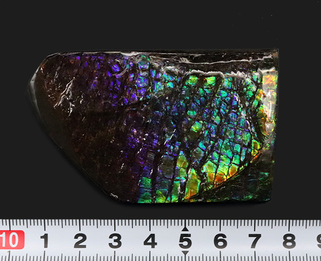 希少色パープルが備わったドラゴンスキン！パープルからレッドまでフルスペクトルカラーを呈する、見事なアンモ”ラ”イト（Ammolite）のピース（その9）