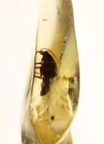 抜群の透明度！甲虫がきれいに見える。マダガスカル産虫入りコーパル。