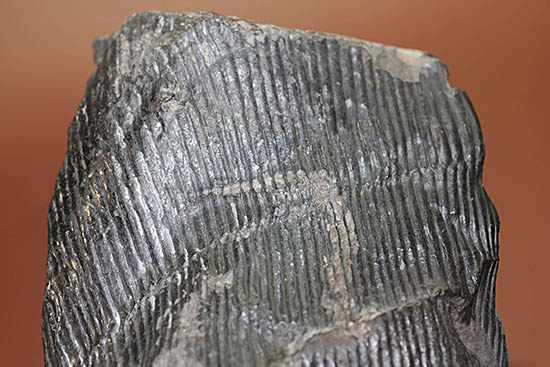 一級品、全身ウロコ模様！ちょっとグロテスク。古生代石炭紀の巨木カラミテスの幹の化石（その10）