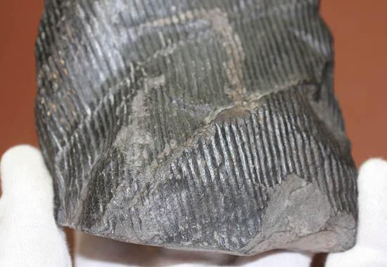 一級品、全身ウロコ模様！ちょっとグロテスク。古生代石炭紀の巨木カラミテスの幹の化石（その11）