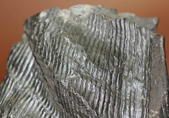 一級品、全身ウロコ模様！ちょっとグロテスク。古生代石炭紀の巨木カラミテスの幹の化石（その12）