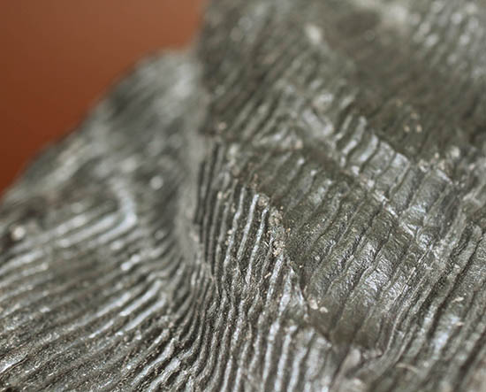 一級品、全身ウロコ模様！ちょっとグロテスク。古生代石炭紀の巨木カラミテスの幹の化石（その14）
