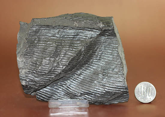 一級品、全身ウロコ模様！ちょっとグロテスク。古生代石炭紀の巨木カラミテスの幹の化石（その15）